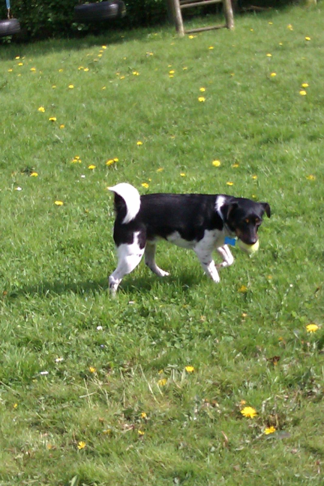 Dansk svensk gaardhund Pælle you and me 4 ever - BETTE MANDEN billede 8