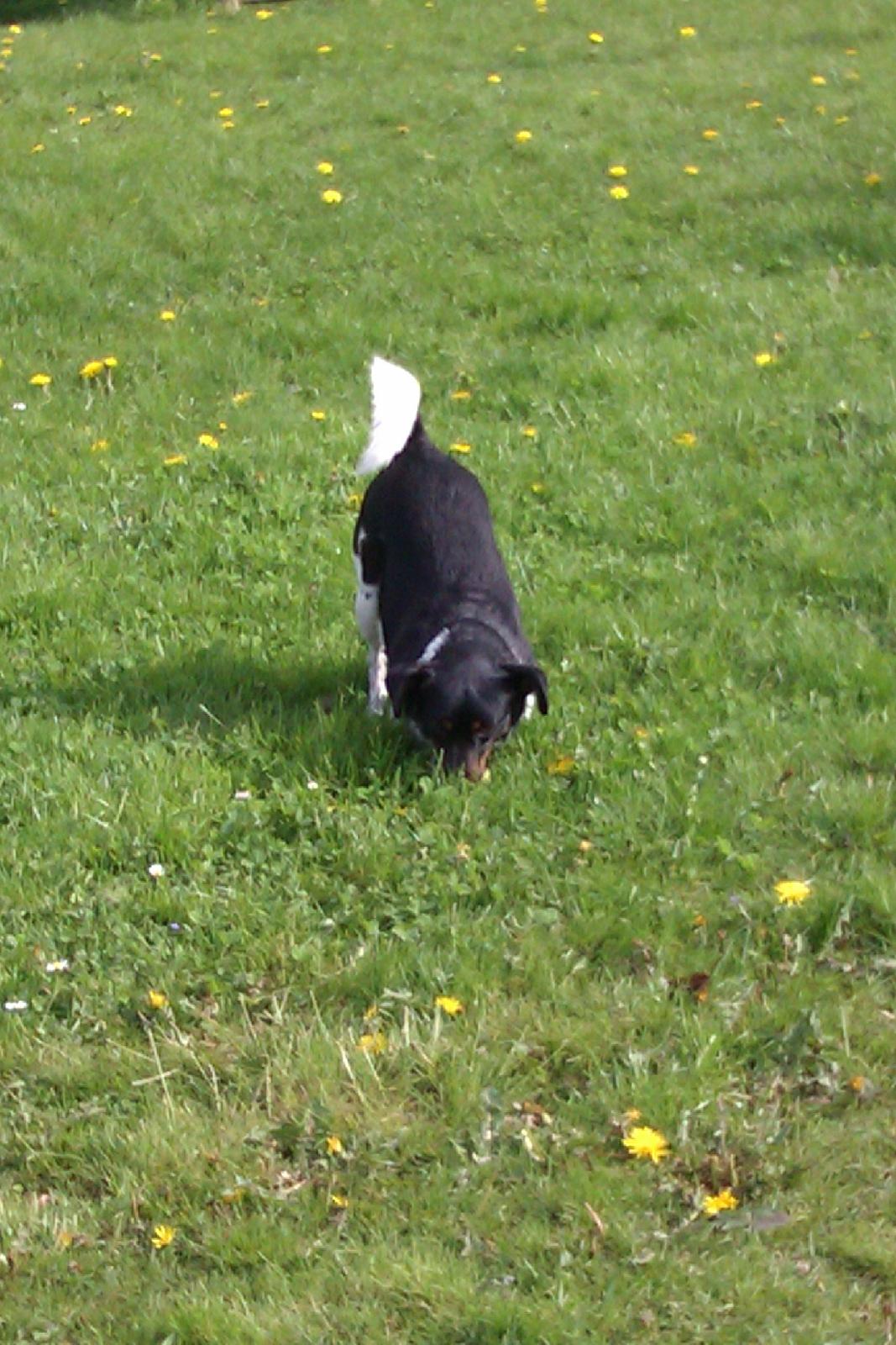 Dansk svensk gaardhund Pælle you and me 4 ever - Jeg elsker at lege !!!!!!! billede 9