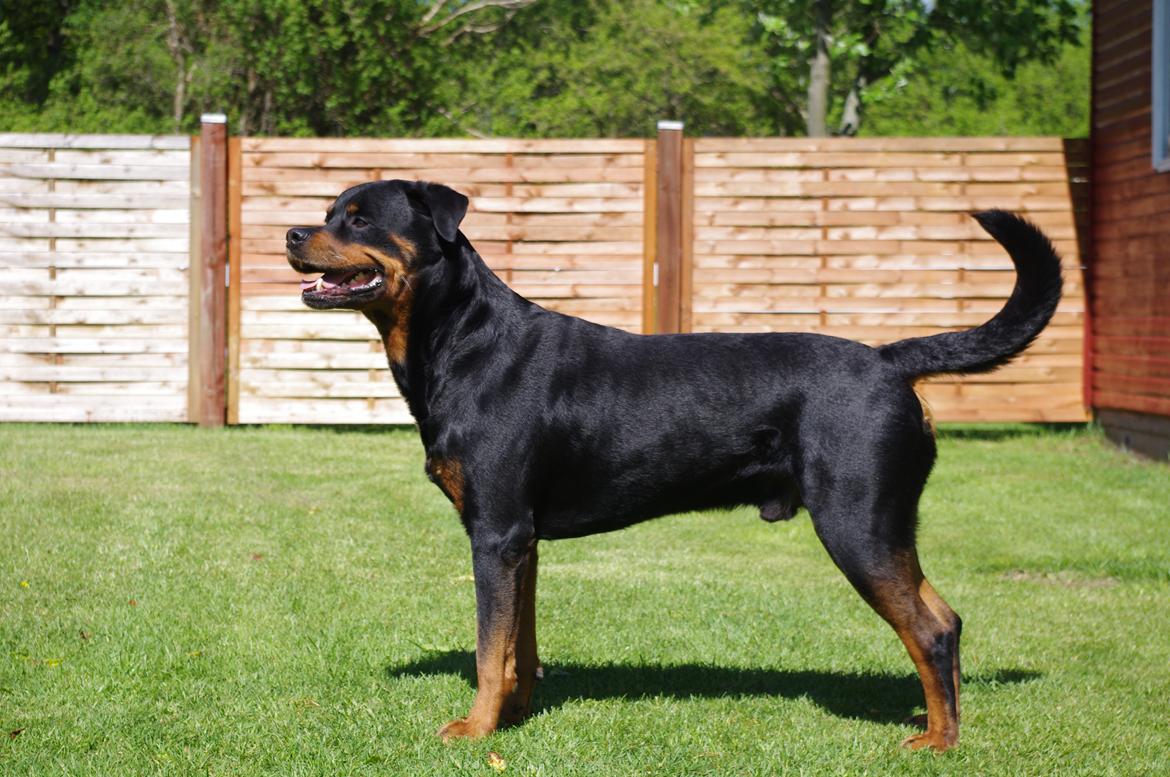 Rottweiler Vom Hause Kanku's Wictor. - 15. Maj 2012 billede 27