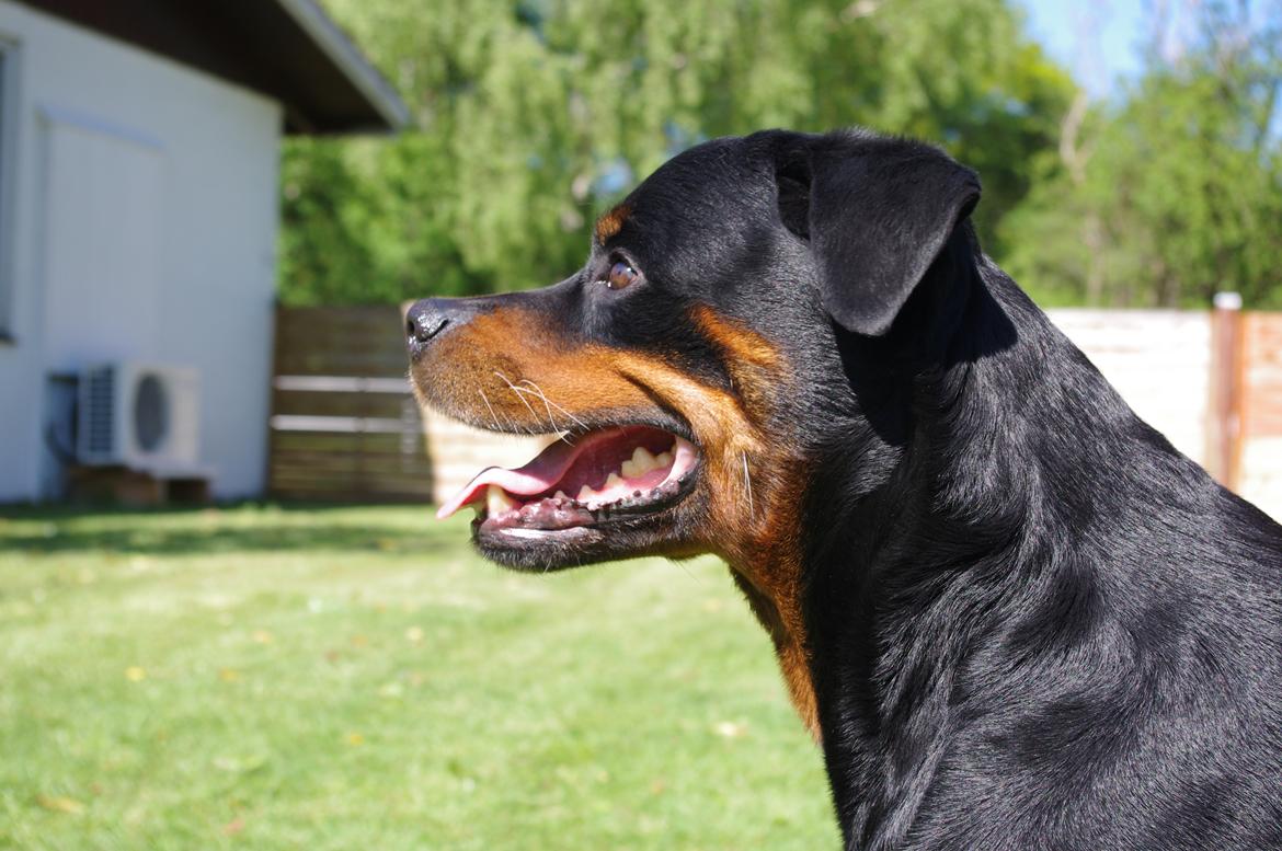 Rottweiler Vom Hause Kanku's Wictor. - 15. Maj 2012 billede 28