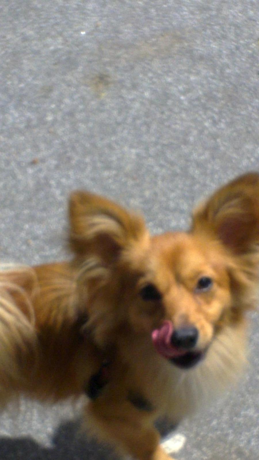 Blanding af racer Balou - 12.05.12 - Balou er med på fodboldbanen.  billede 16