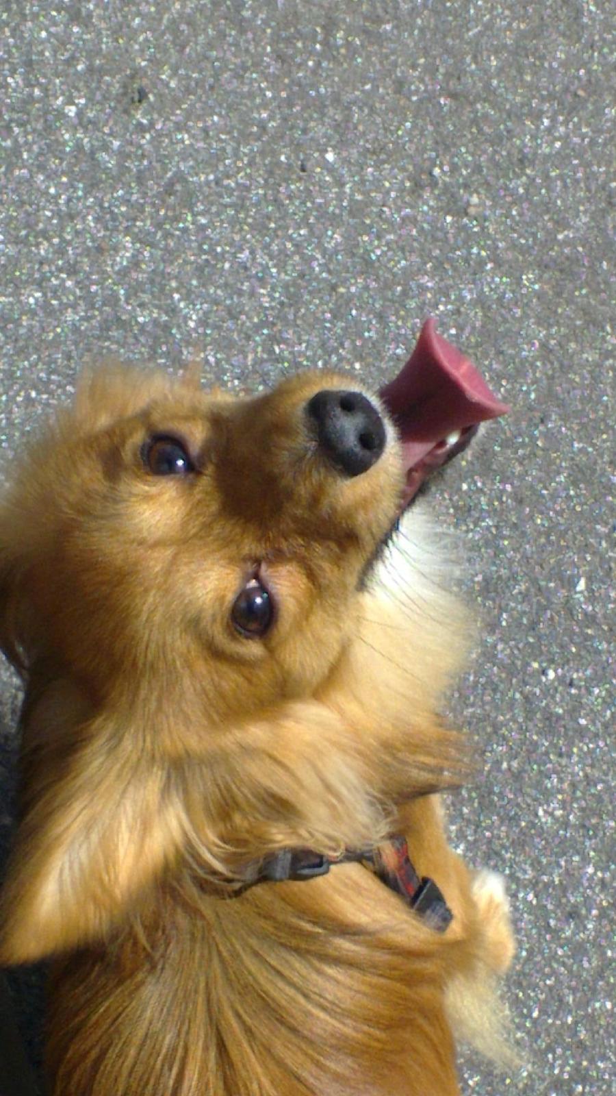 Blanding af racer Balou - 12.05.12 - Balou er med på fodboldbanen.  billede 17