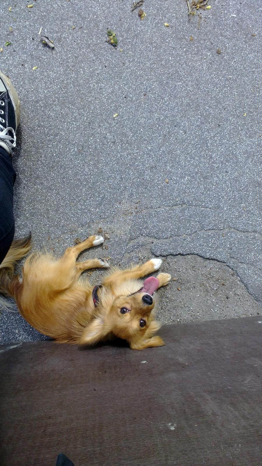 Blanding af racer Balou - 12.05.12 - Balou er med på fodboldbanen.  billede 18