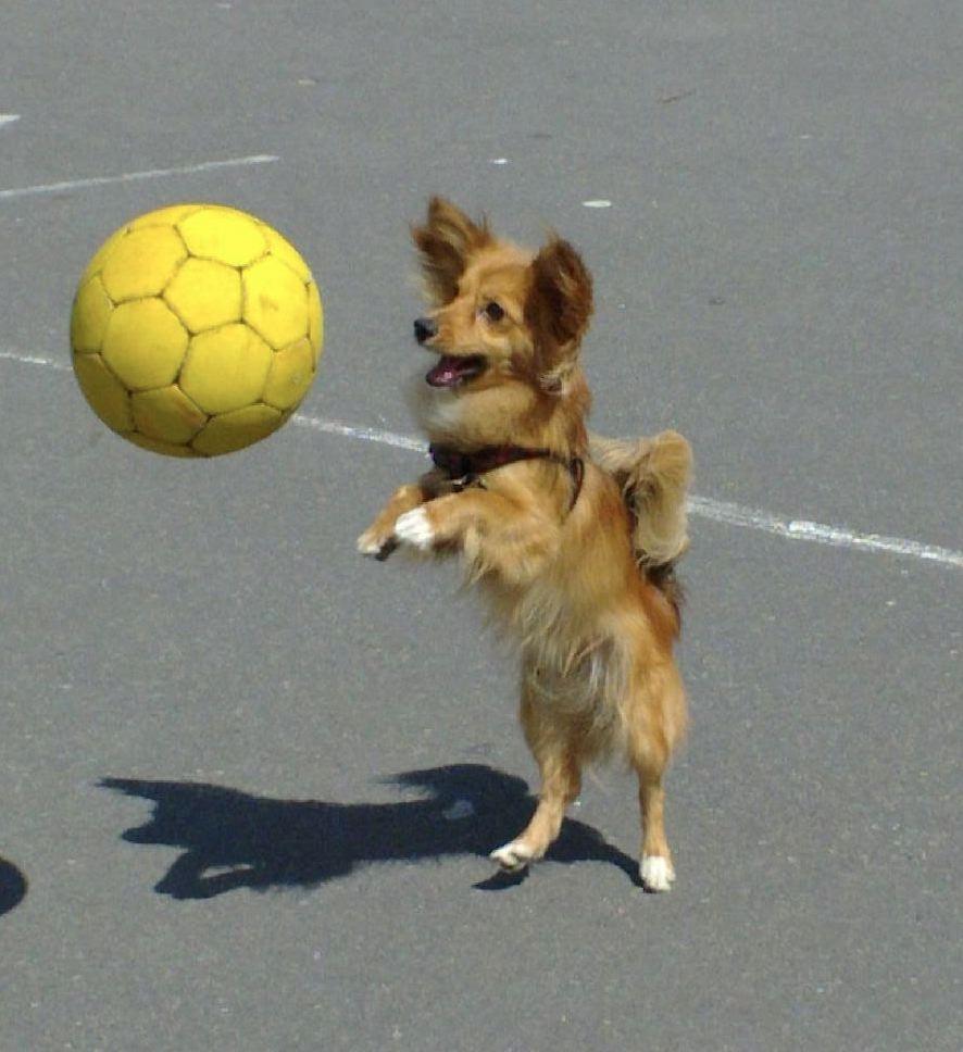 Blanding af racer Balou - 12.05.12 - Balou er med på fodboldbanen. billede 2
