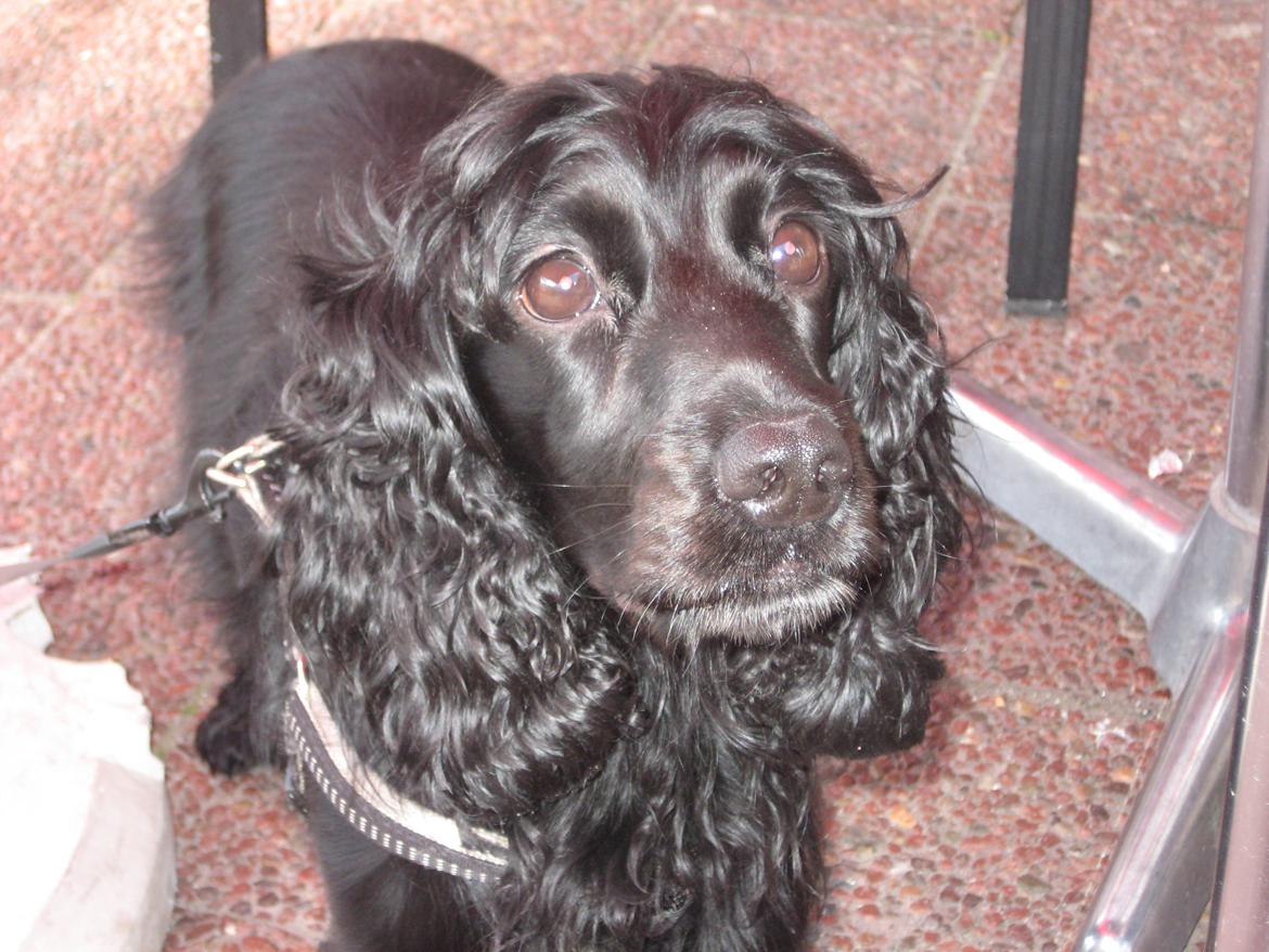 Cocker spaniel Trold billede 2