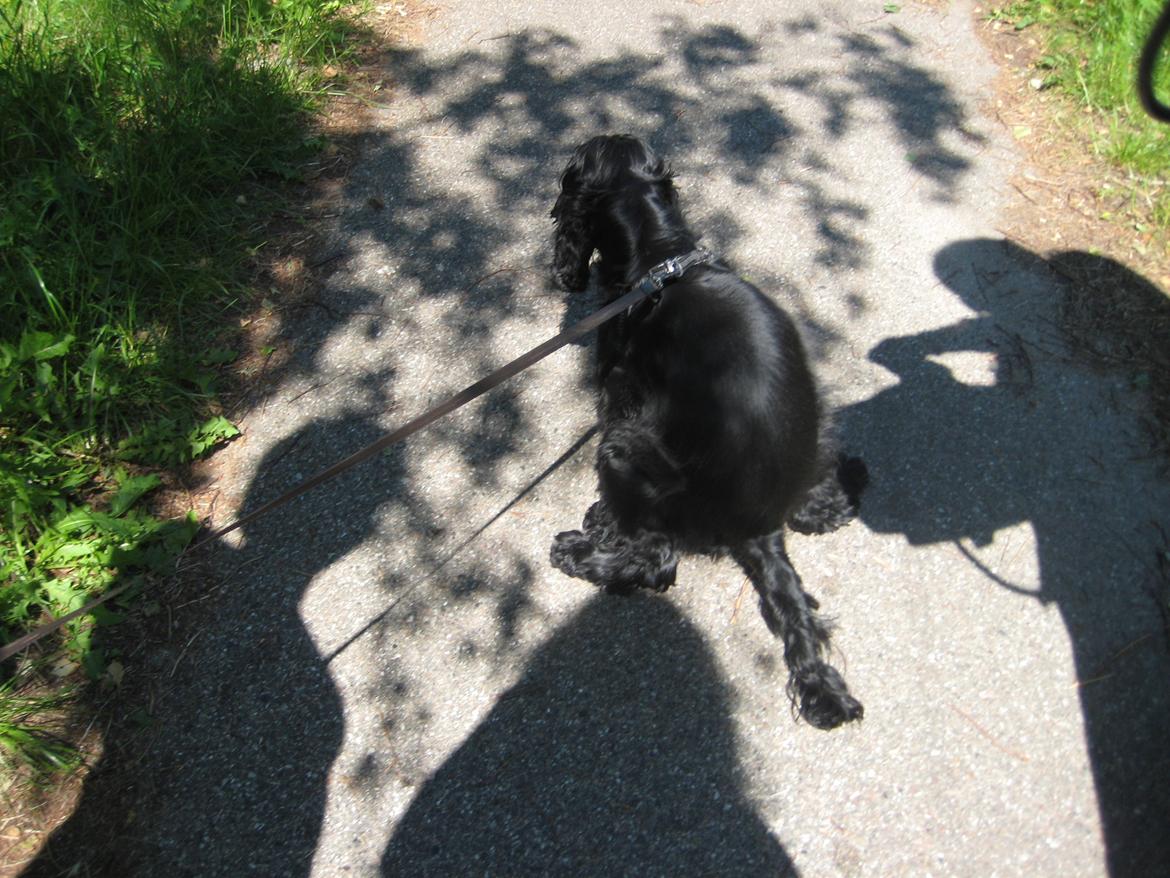 Cocker spaniel Trold billede 3