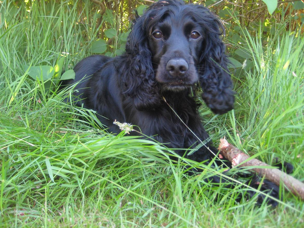 Cocker spaniel Trold billede 4