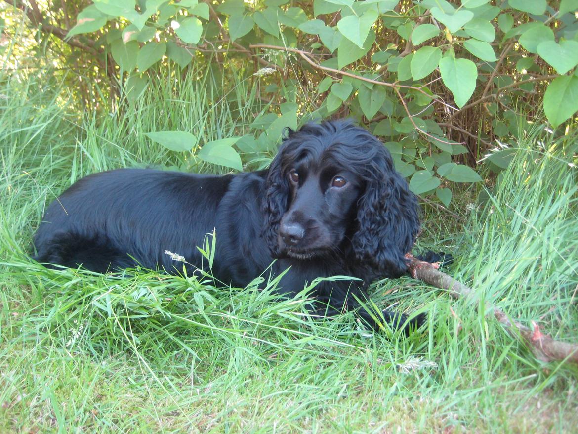 Cocker spaniel Trold billede 5