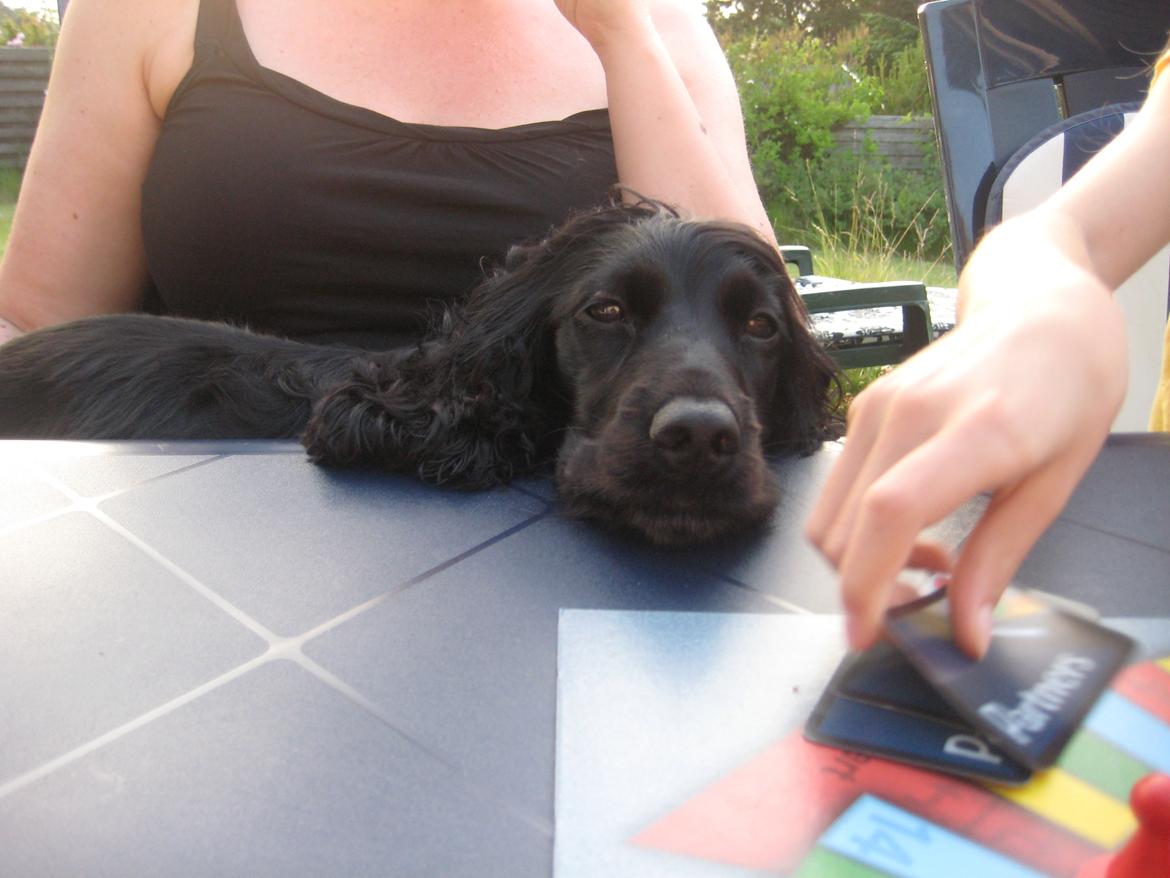 Cocker spaniel Trold billede 6