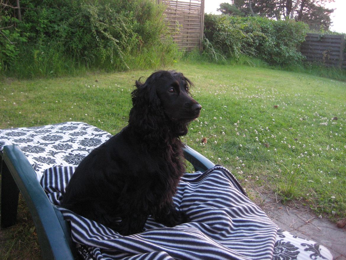 Cocker spaniel Trold billede 7