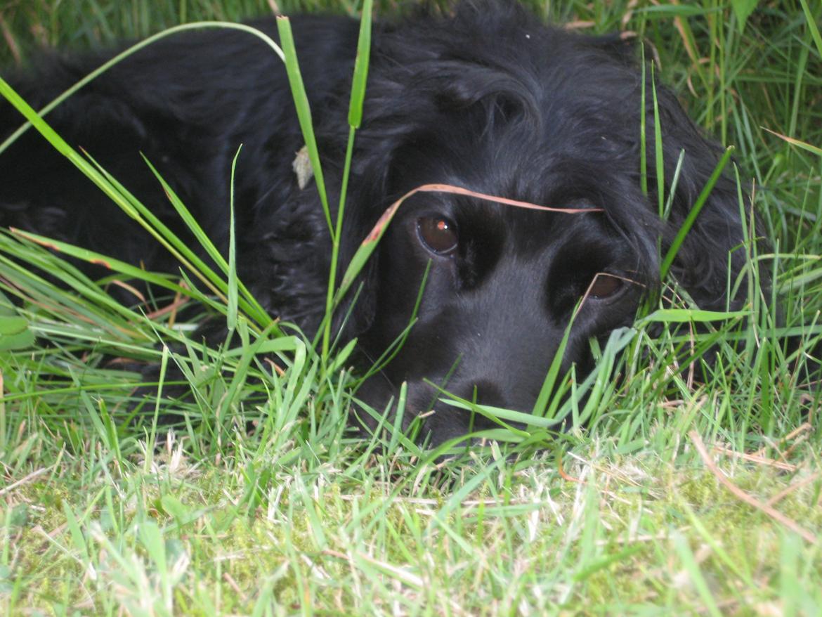 Cocker spaniel Trold billede 1