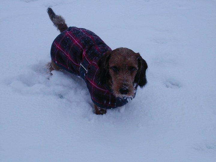 Gravhund Topper - Topper ude i sneen  billede 1