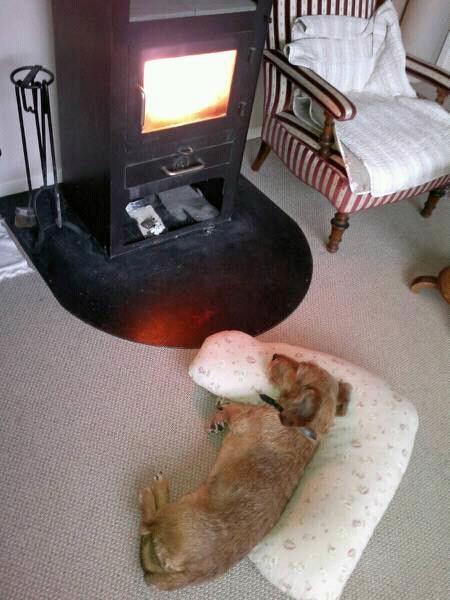 Gravhund Topper - Livsnyder billede 2