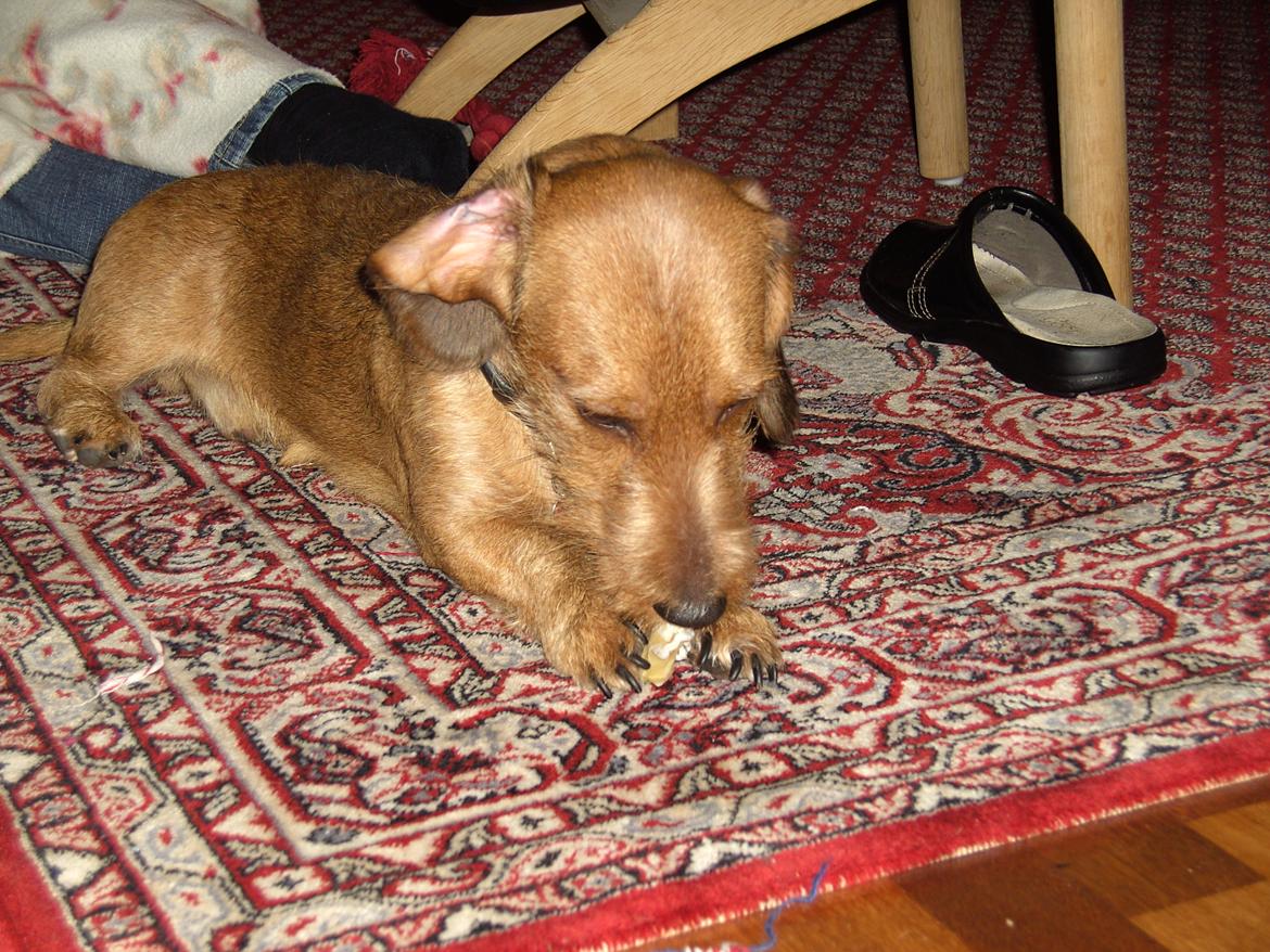 Gravhund Topper billede 3