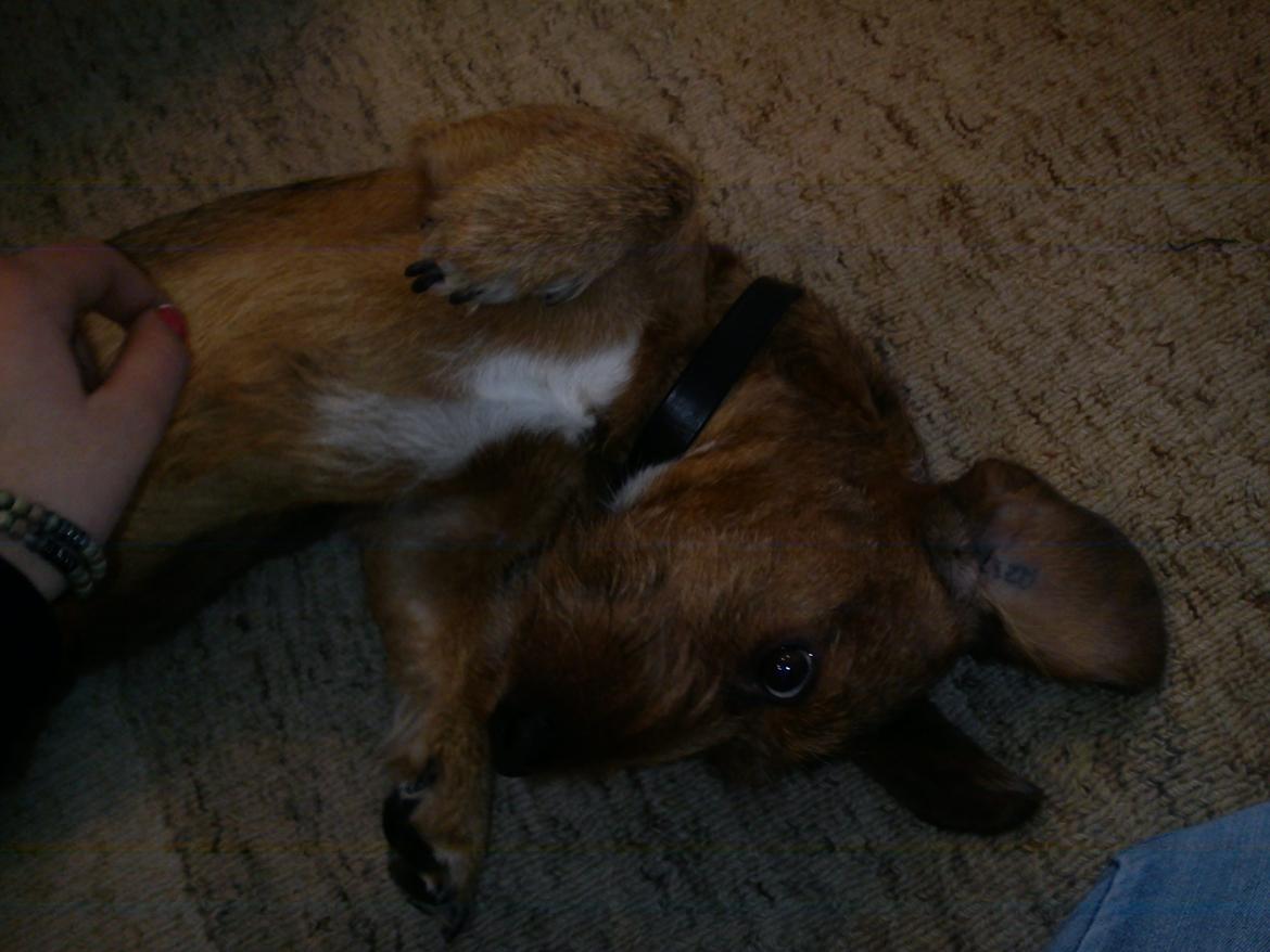 Gravhund Topper billede 4