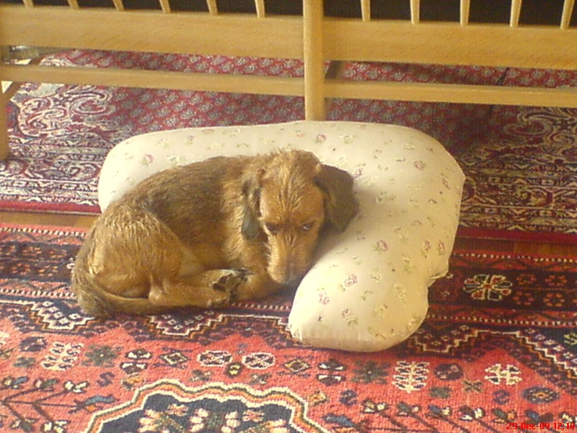 Gravhund Topper - Sove hunden ;) billede 5