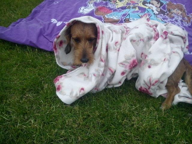 Gravhund Topper billede 6