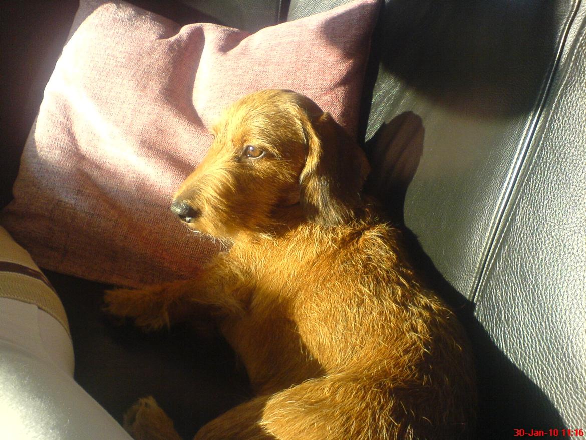 Gravhund Topper billede 7