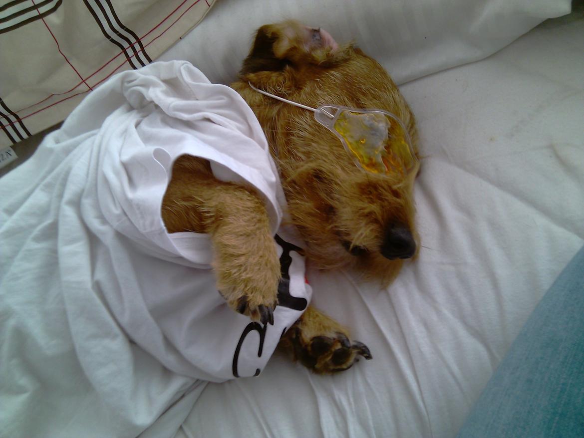 Gravhund Topper - Sover billede 8