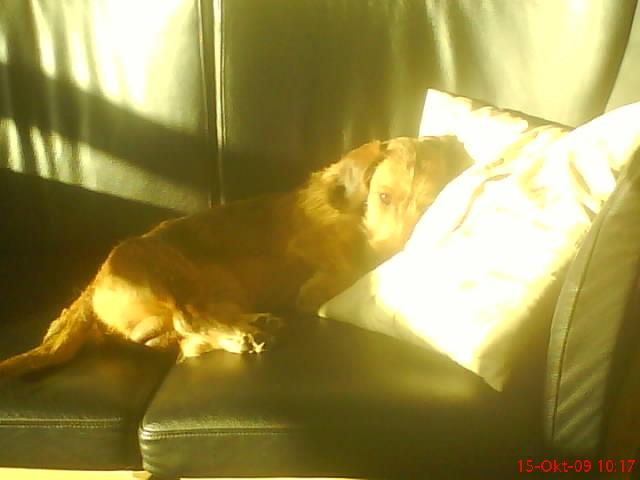 Gravhund Topper billede 9