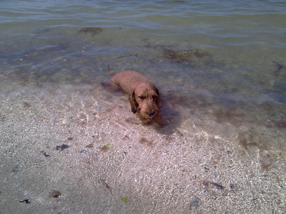 Gravhund Topper billede 10