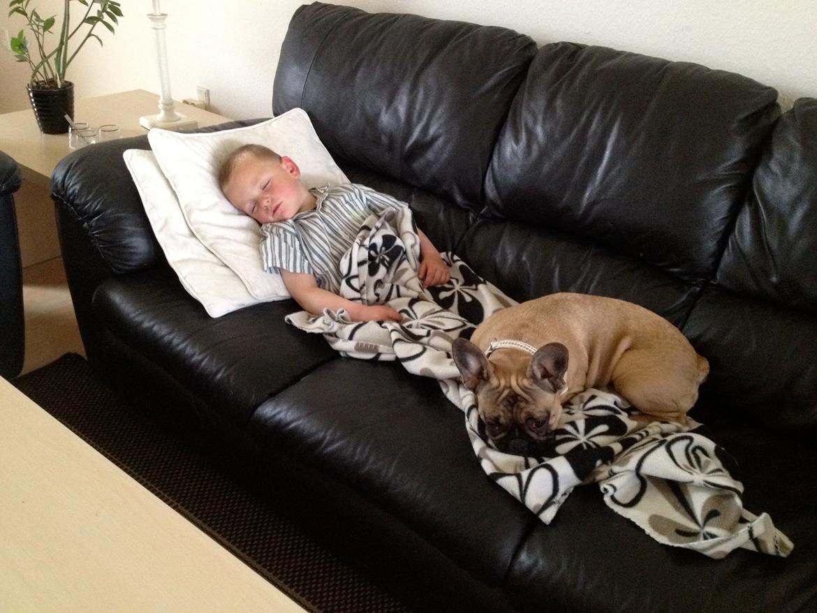 Fransk bulldog Zola - Mandag eftermiddag kan være lidt hård for os alle :) billede 6