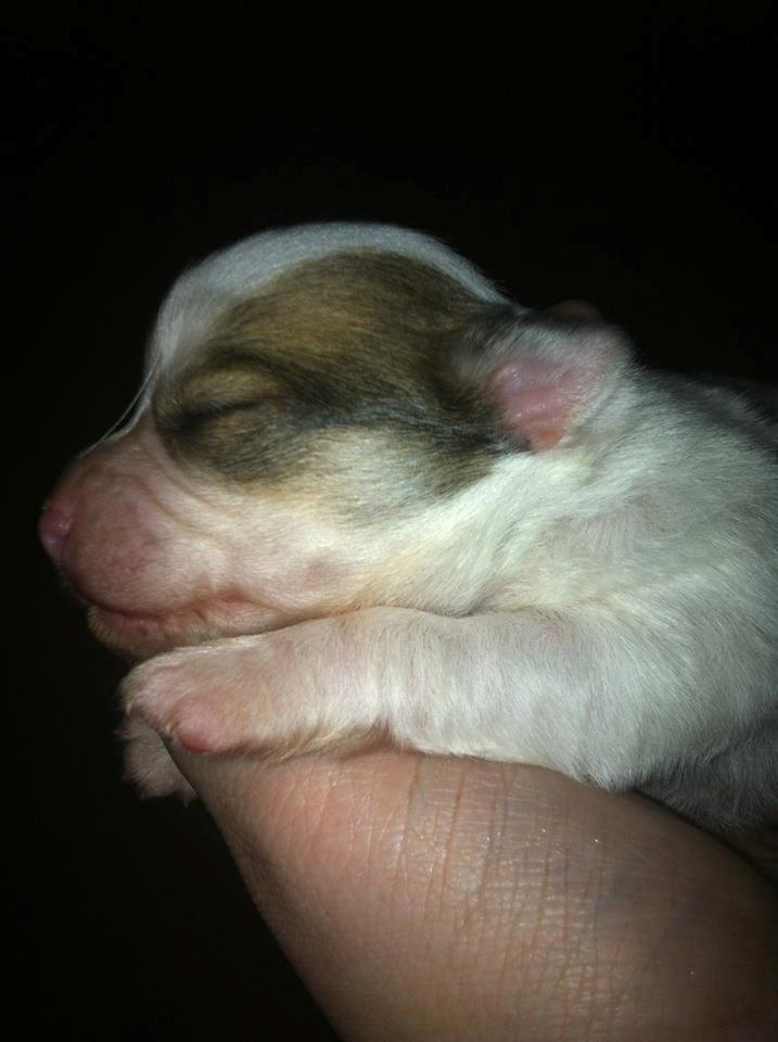 Chihuahua Tumle - Tumle <3 billede 1