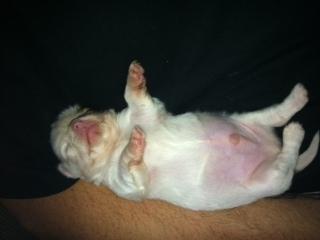 Chihuahua Tumle billede 2