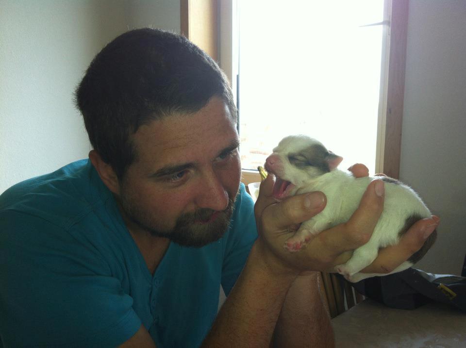 Chihuahua Tumle - Hårdt at være nuttet og lille ;) billede 3