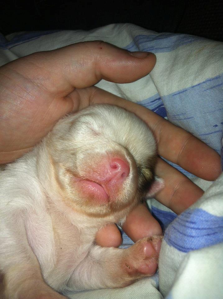 Chihuahua Tumle billede 4