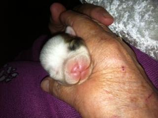 Chihuahua Tumle billede 5