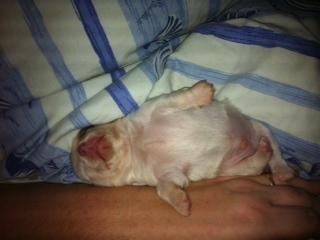 Chihuahua Tumle billede 6