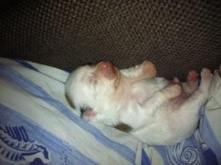 Chihuahua Tumle - Mmmmmmm.. Hygger rigtig :) billede 7