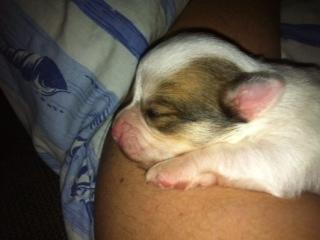 Chihuahua Tumle billede 8