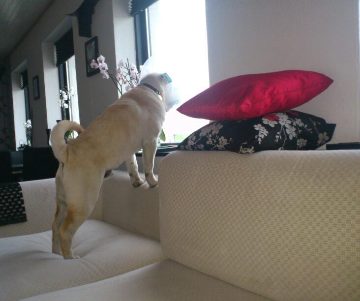 Shar pei Bonzoo Nihoo-sin - Nu får vi gæster mor .....  : ) billede 19