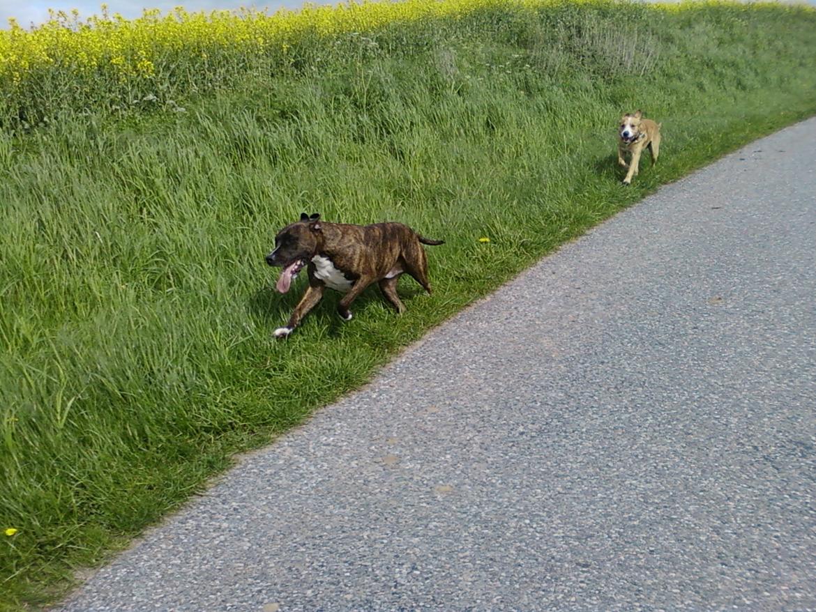 Blanding af racer Bølle - Hunde i løb
 billede 14