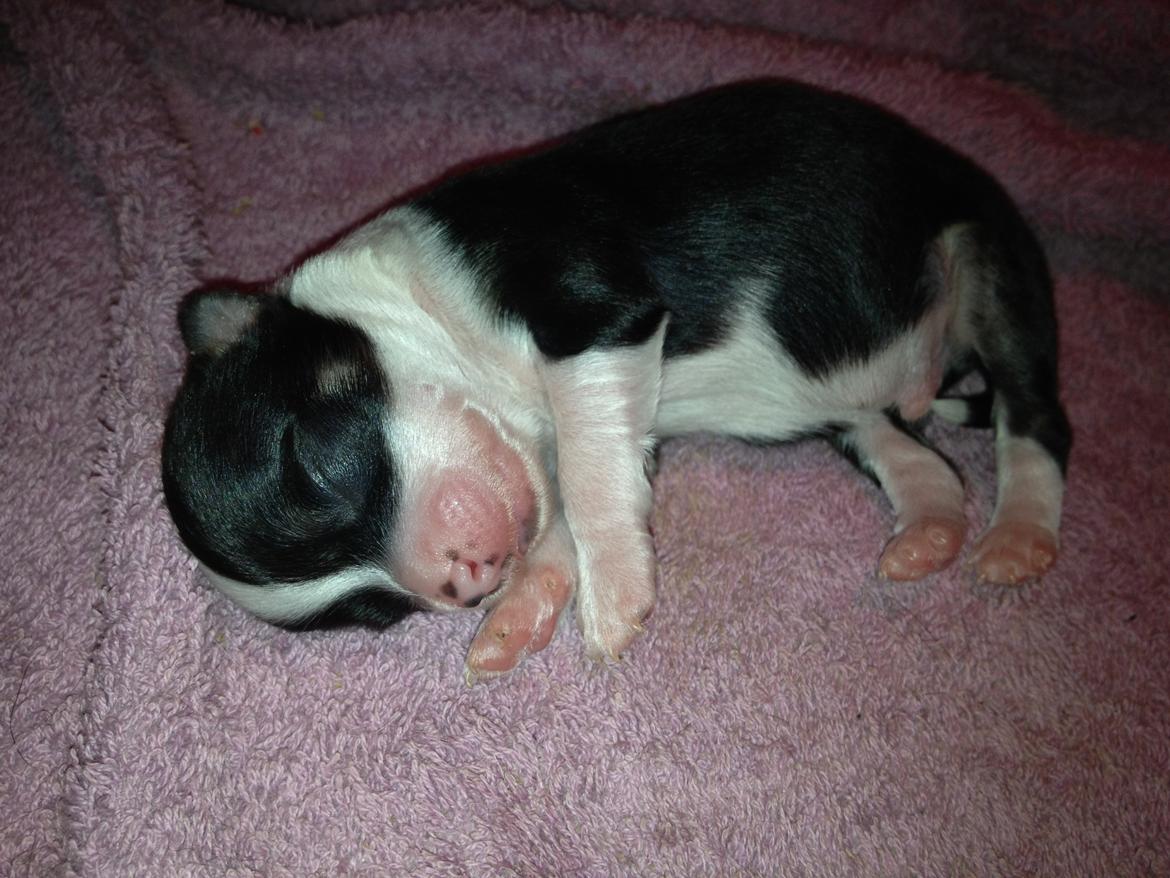 Chihuahua Farnholdtgård's Aslan billede 1