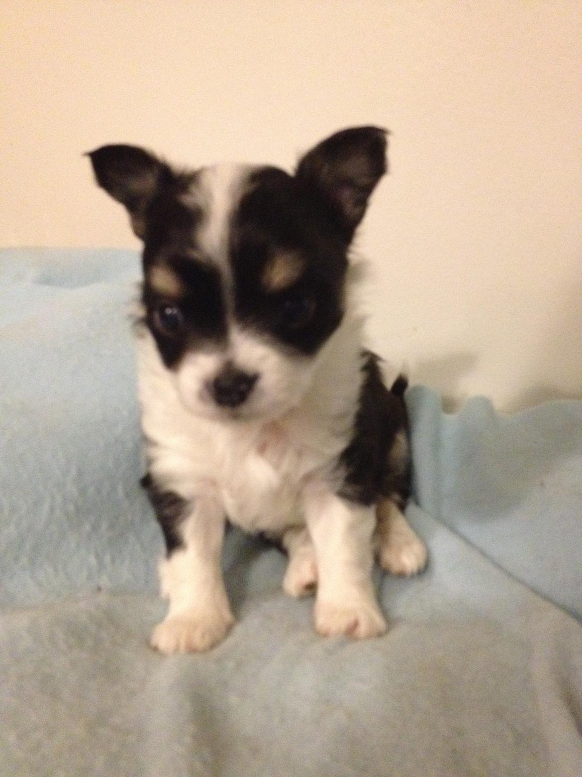 Chihuahua Farnholdtgård's Aslan billede 2