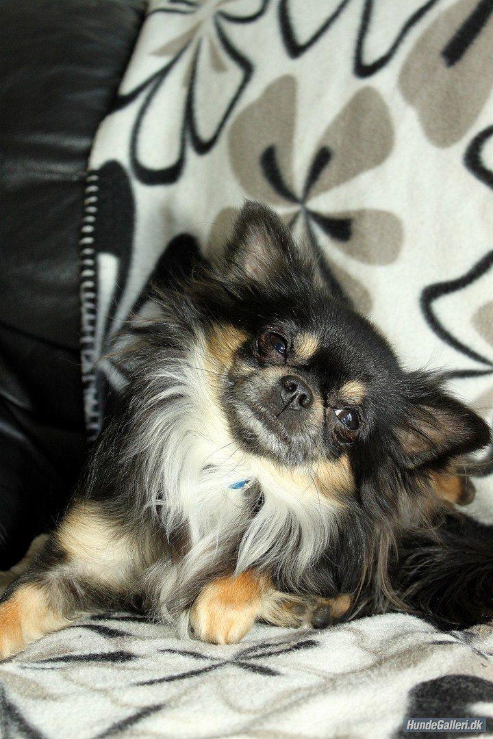 Chihuahua Chihuahua Odo of Blue Diamonts ~Odo~ billede 1