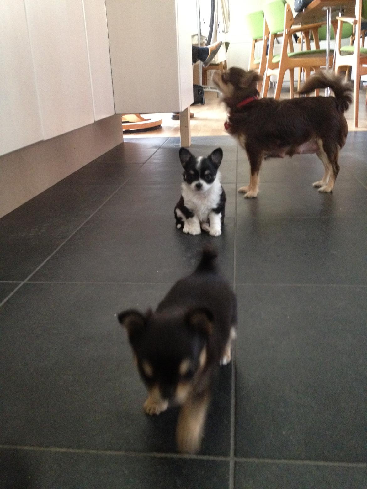 Chihuahua Farnholdtgård's Aslan billede 3