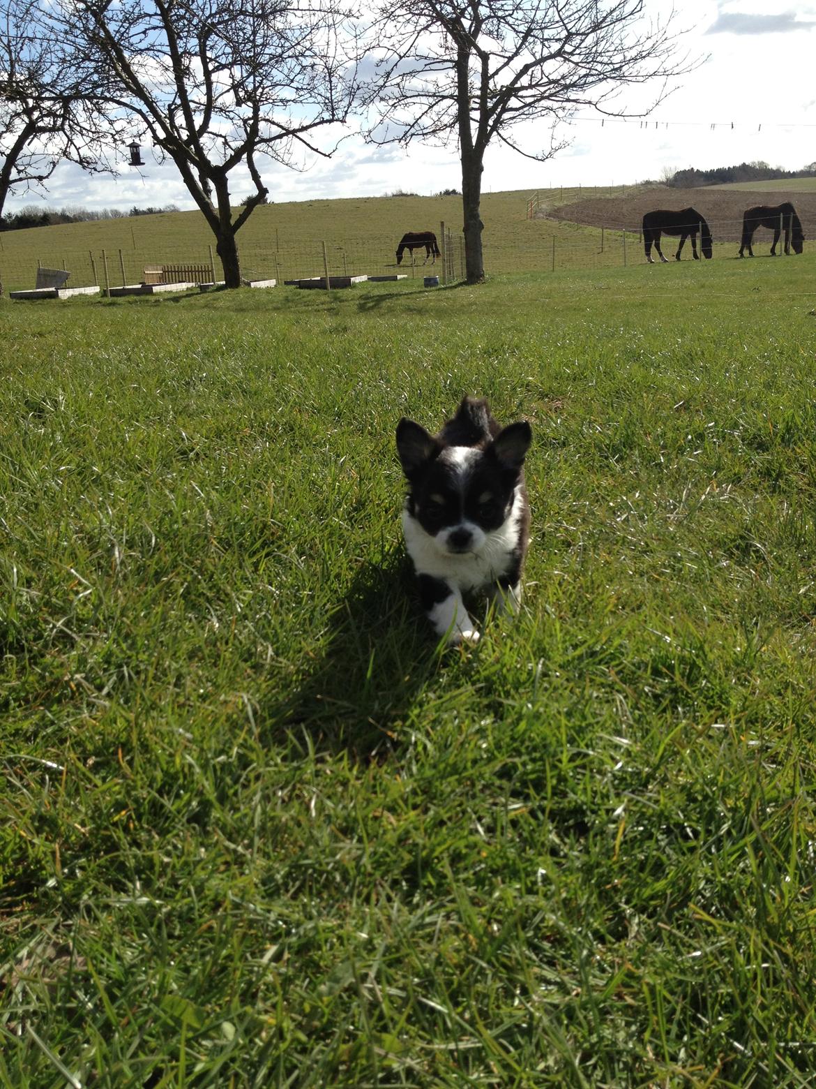 Chihuahua Farnholdtgård's Aslan billede 4