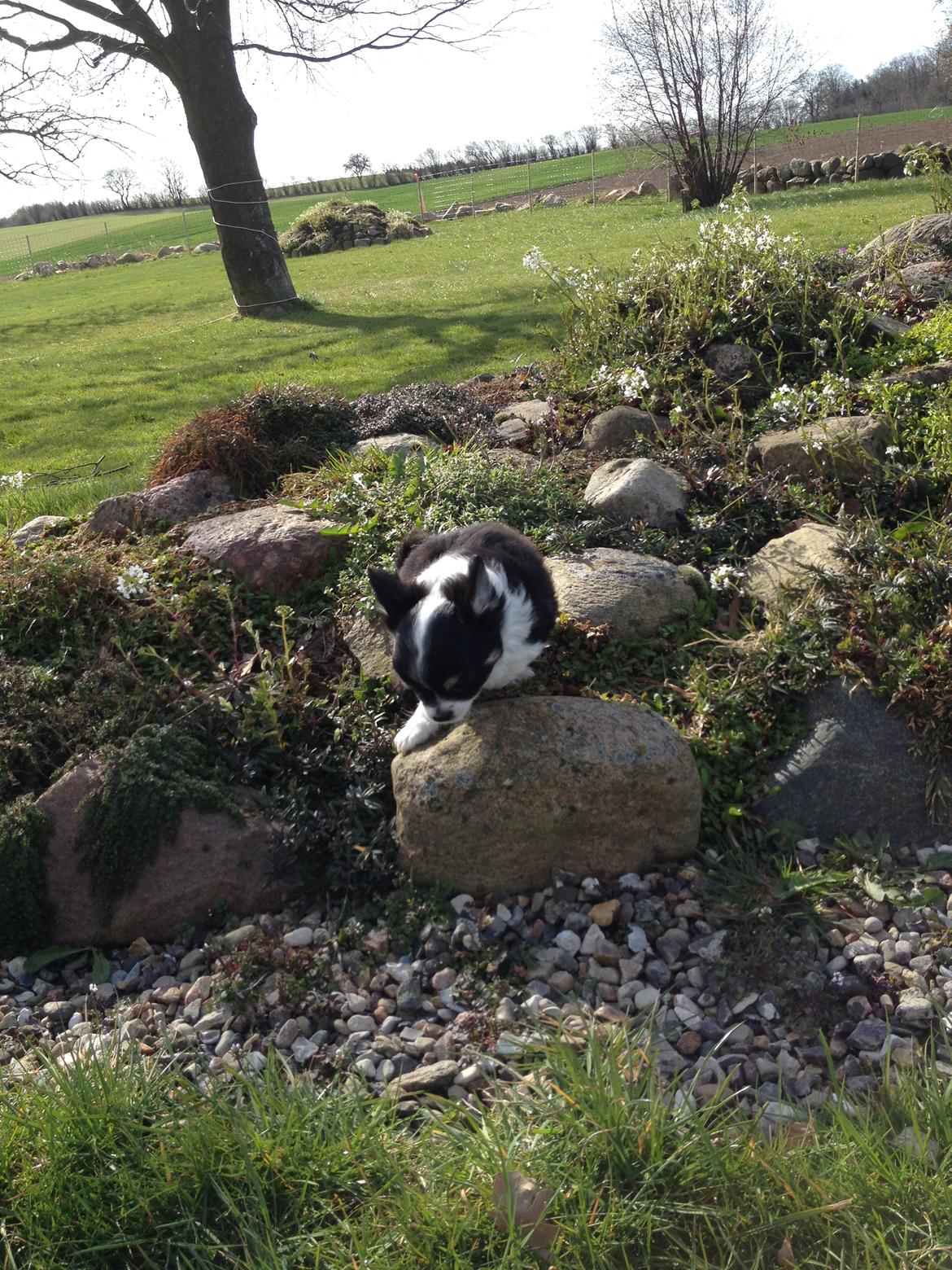 Chihuahua Farnholdtgård's Aslan billede 5