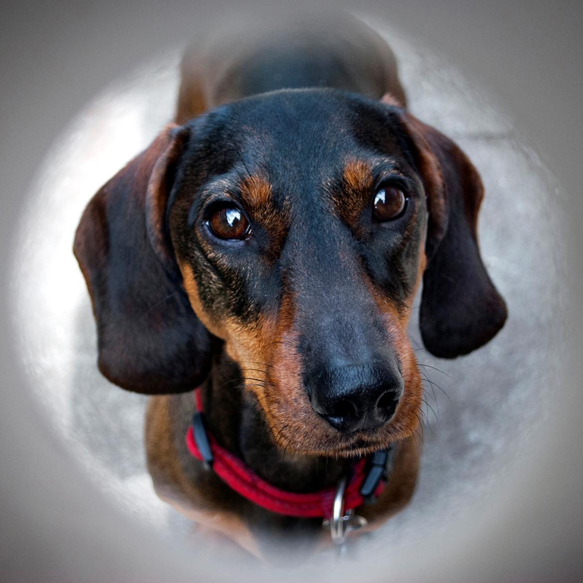 Gravhund Balder - Velkommen til skønne Balders profil! billede 1