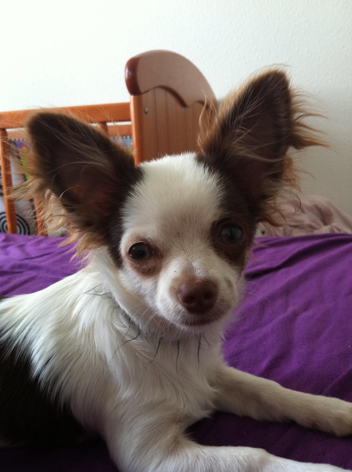 Chihuahua Chelsea billede 1