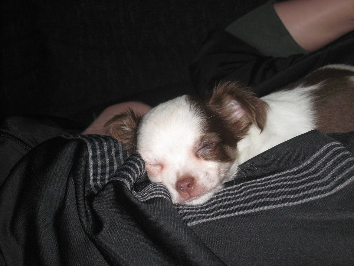 Chihuahua Chelsea - Chelsea 8 uger gammel og første dag i sit nye hjem hos oz :)  billede 2