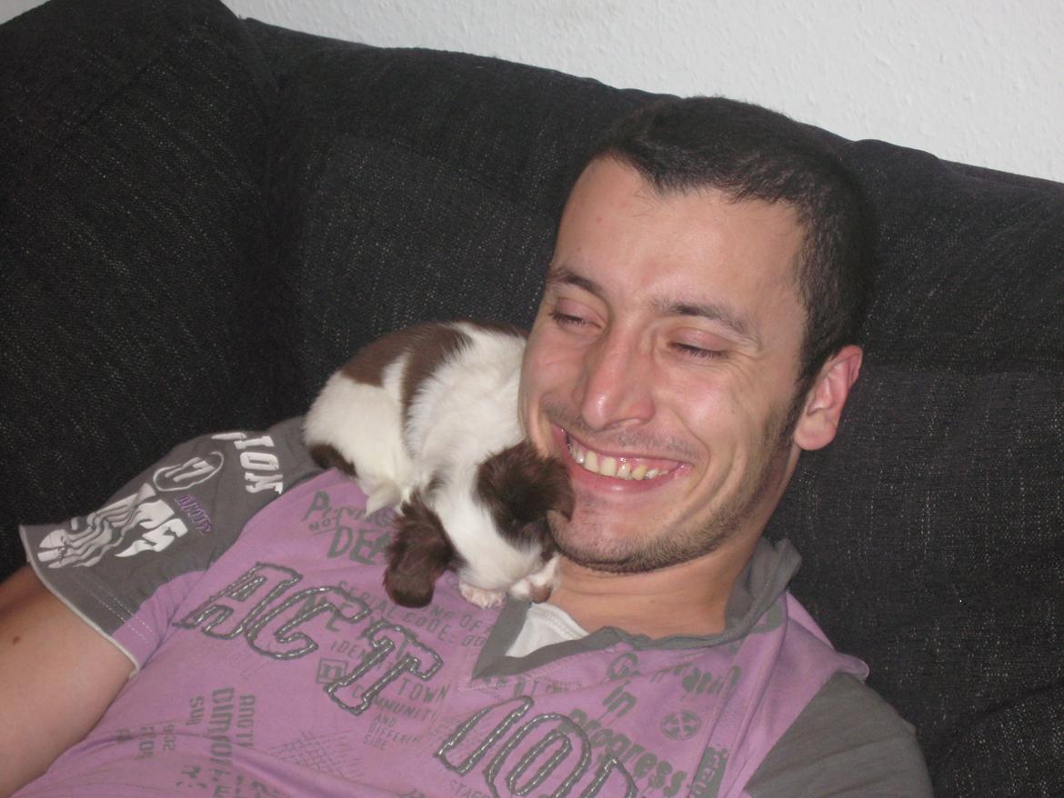 Chihuahua Chelsea - lille Chelsea 8 uger gammel :)  billede 3