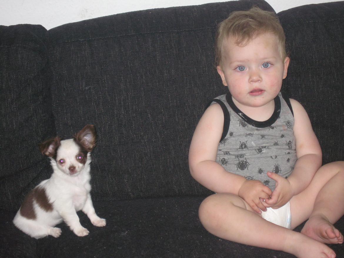 Chihuahua Chelsea billede 4