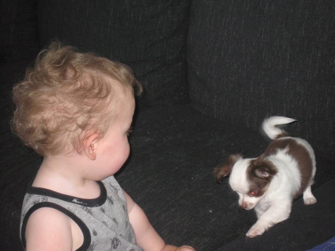 Chihuahua Chelsea billede 5