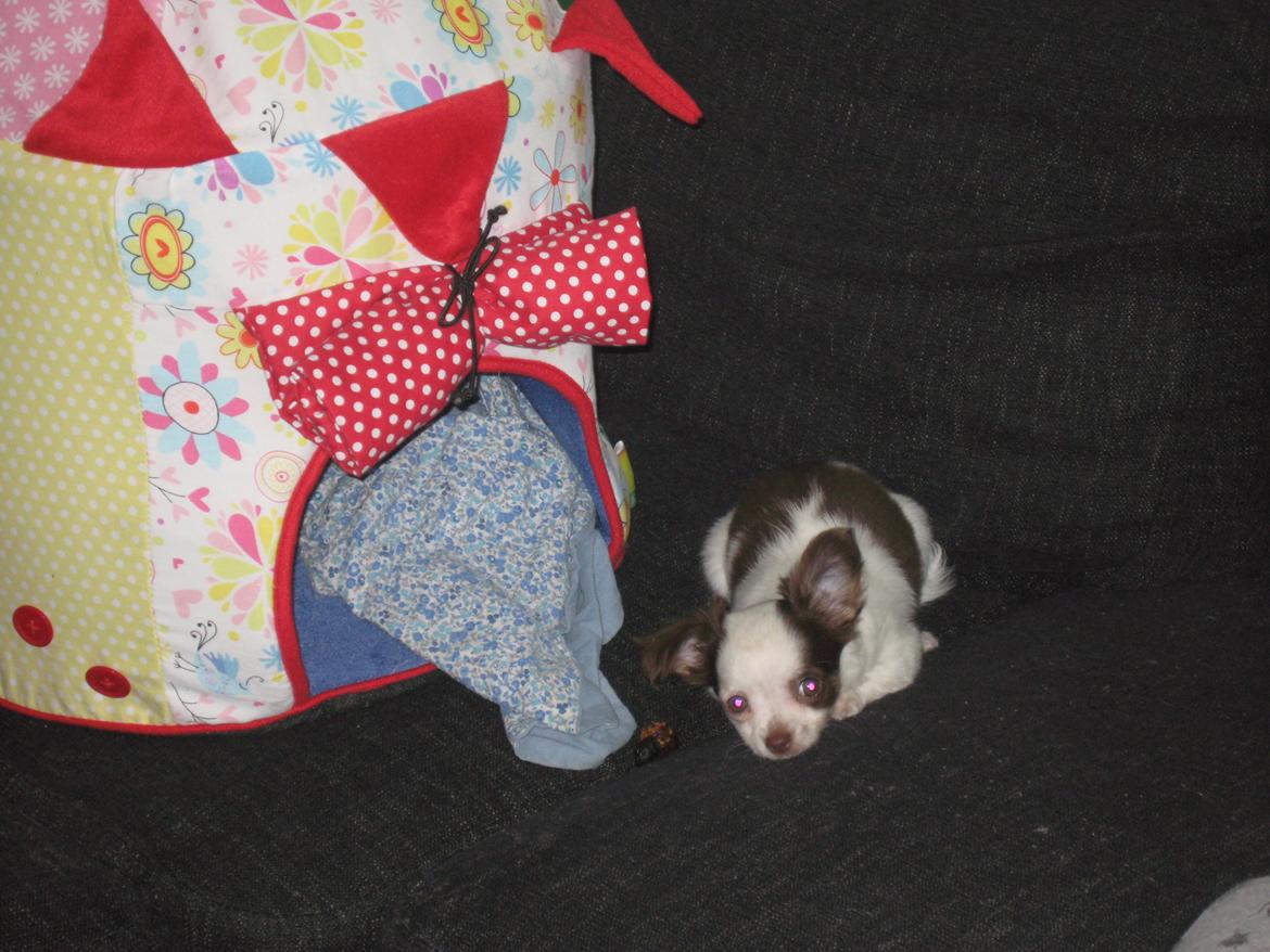 Chihuahua Chelsea - Chelsea 8 uger gammel :)  billede 6