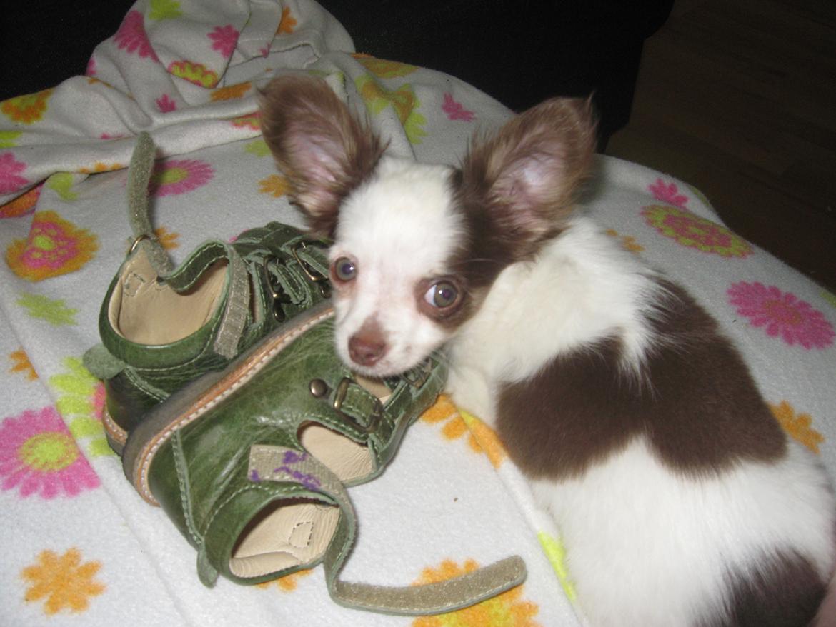 Chihuahua Chelsea - lille chelsea 8 uger gammel :) skoene er str 20 så hun var godt nok lille :)))) billede 7